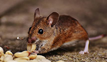 24 Hour & Emergency Exterminators in Peoria, IL